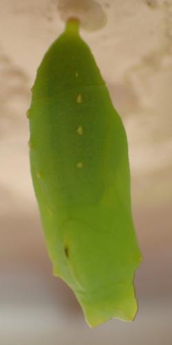 Réf. 232 866 : Lasiommata maera